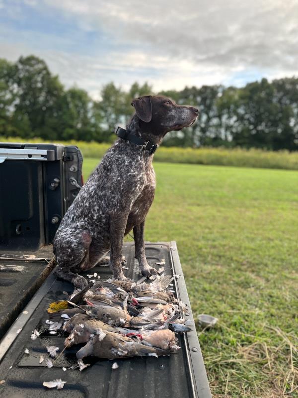 /Images/uploads/Southeast German Shorthaired Pointer Rescue/segspcalendarcontest/entries/31075thumb.jpg